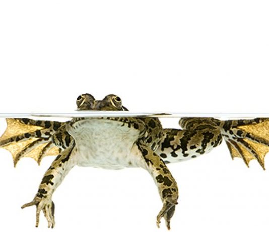 Isselee | Lambrechts | Talbot – Arte per tempi nuovi