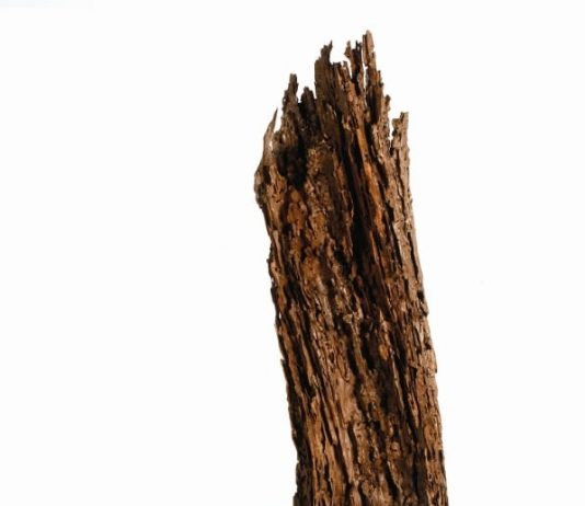 Margherita Santomauro Margherita Santomauro