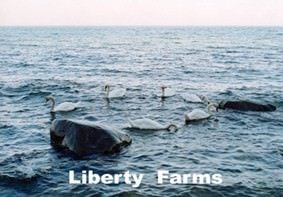 Uta Neumann – Liberty Farms