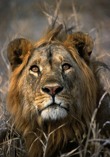 Alessandra Soresina – La mia Africa: immagini e parolehttps://www.exibart.com/repository/media/eventi/2009/05/alessandra-soresina-8211-la-mia-africa-immagini-e-parole.jpg