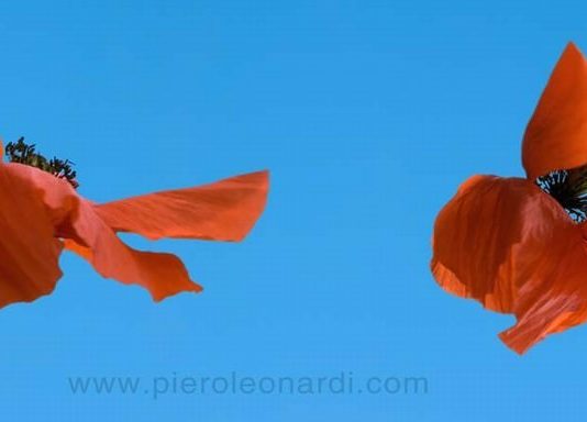 Piero Leonardi – Butterflowers