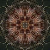 Vincent Berg – De simmetria cerebri Vincent Berg – De simmetria cerebri