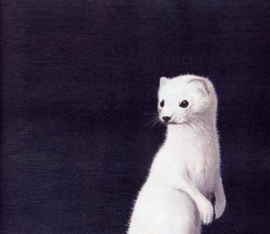 Francesco D’Agosto