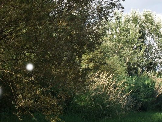 frigo+ – Portrait of a landscape as a young myday in june frigo+ – Portrait of a landscape as a young myday in june