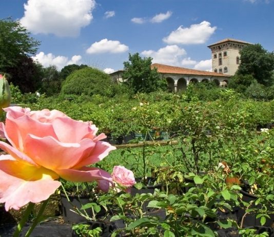 Rosae Photo Day 2009 Rosae Photo Day 2009