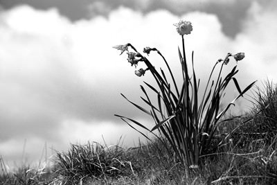 Scottish P.O.V. (Points Of View)