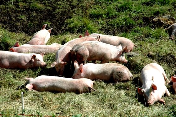 Brick – La Giornata Del Fabbricante Respiro 11https://www.exibart.com/repository/media/eventi/2009/09/brick-8211-la-giornata-del-fabbricante-respiro-11.jpg