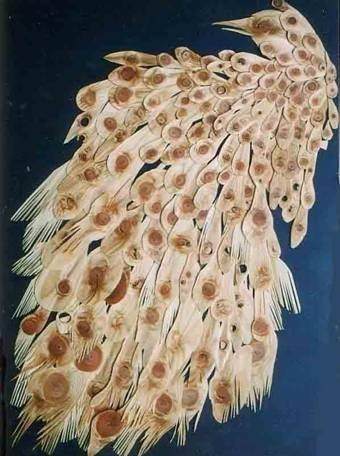 Nadia Merica Formentini – Quasi tarsie