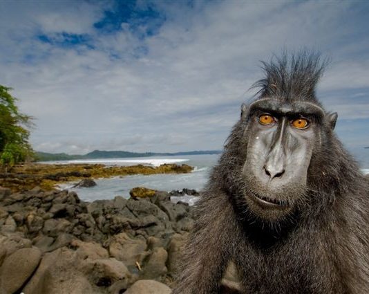 Wildlife Photographer of the Year Wildlife Photographer of the Year