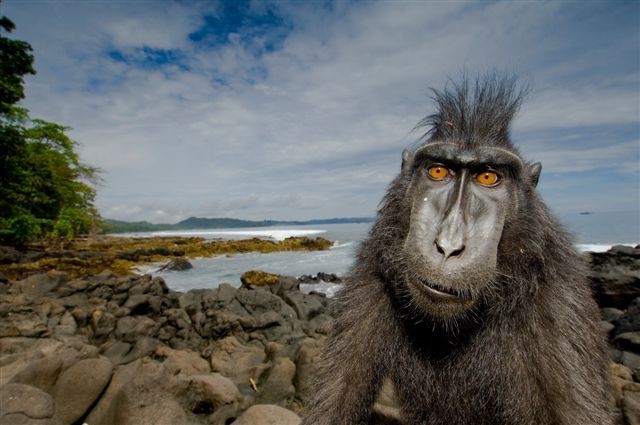 Wildlife Photographer of the Yearhttps://www.exibart.com/repository/media/eventi/2009/09/wildlife-photographer-of-the-year.jpg