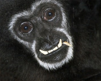 Esko Männikkö – Harmony Sisters