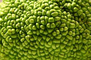 Francesco Vaccaro – Maclura