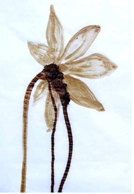 Federico Cavallini – Fiori