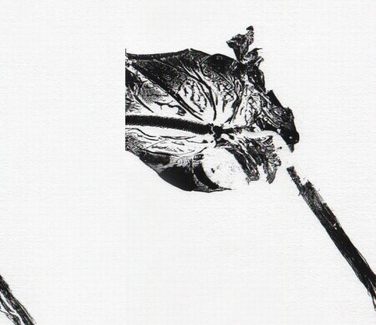 Aurora Scarpellini – Florae Mentis