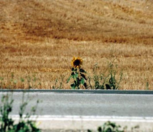 Carmine Arrivo – Il cammino di Santiago