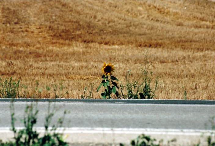 Carmine Arrivo – Il cammino di Santiagohttps://www.exibart.com/repository/media/eventi/2010/02/carmine-arrivo-8211-il-cammino-di-santiago.jpg