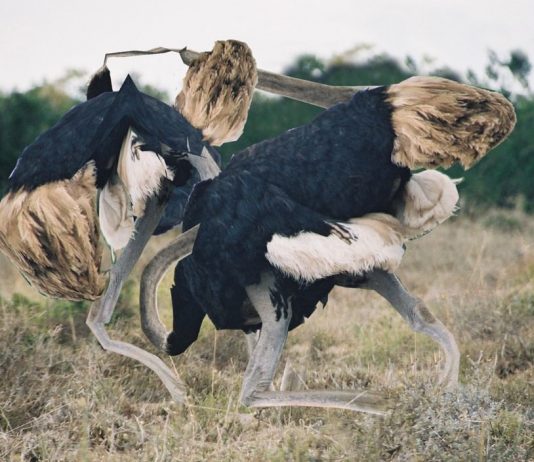 Harm van den Dorpel – Prints. etc.