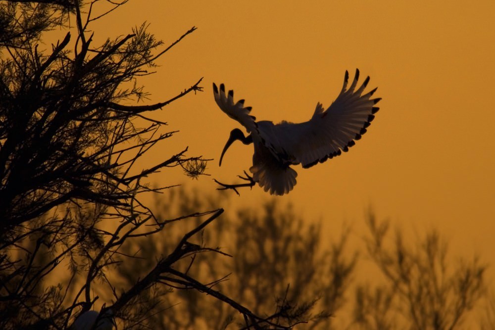 Obiettivo pianeta viventehttps://www.exibart.com/repository/media/eventi/2010/02/obiettivo-pianeta-vivente.jpg