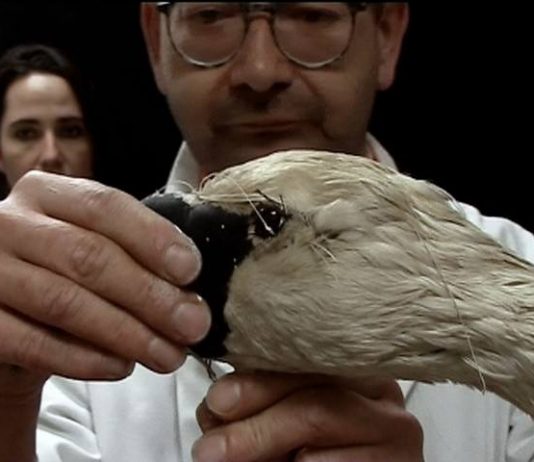 Playlist – Noëlle Pujol