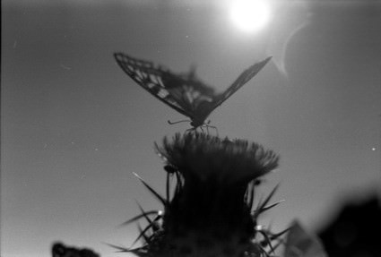 Sveva Taverna – Radici 2.0. Evoluzione di un progetto sulla Sardegna Sveva Taverna – Radici 2.0. Evoluzione di un progetto sulla Sardegna