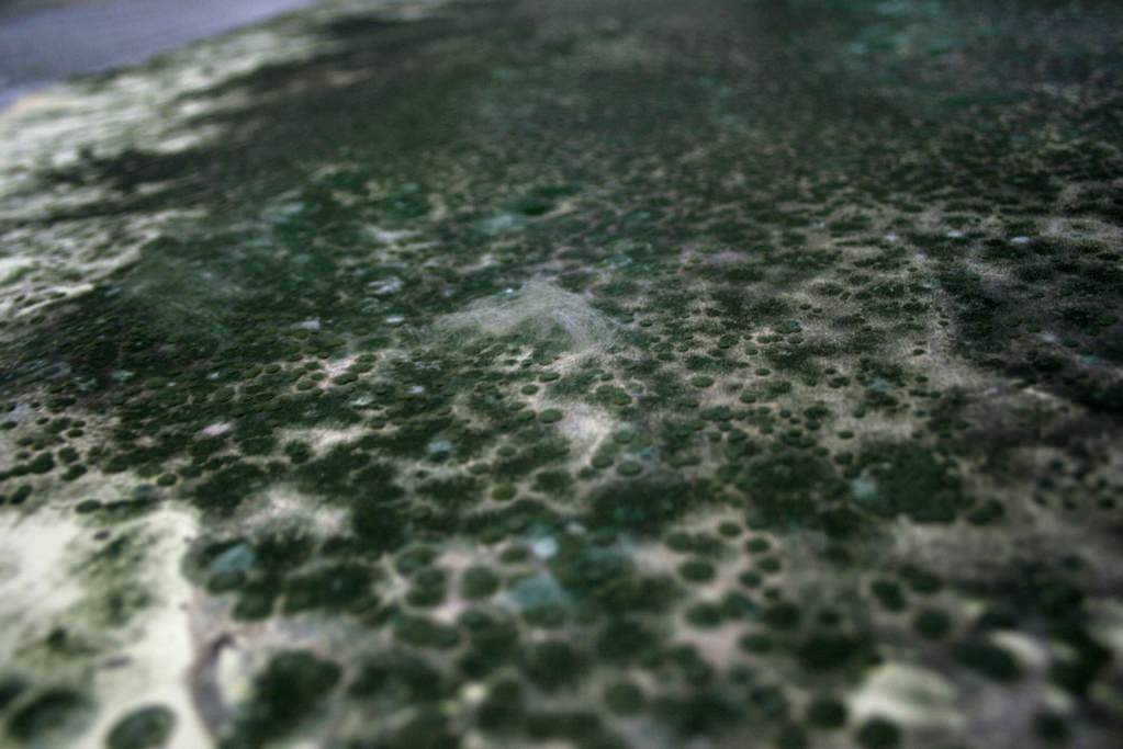 TTozoi – Muffe su telahttps://www.exibart.com/repository/media/eventi/2010/02/ttozoi-8211-muffe-su-tela.jpg