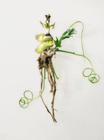 Carla Mattii / Laura Viale – In/natura