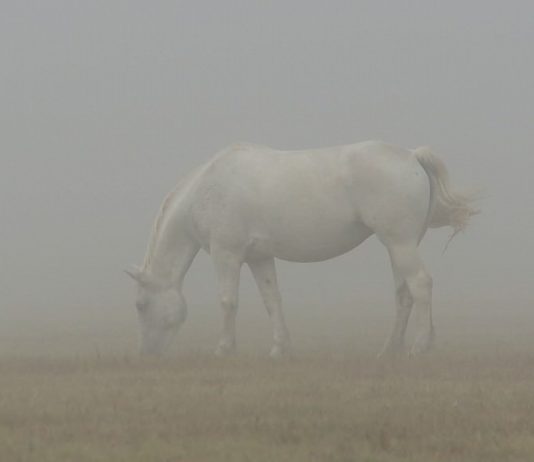 MasterClass/Incontro con l’artista – Il medium disperso. Cinema e videoarte a confronto