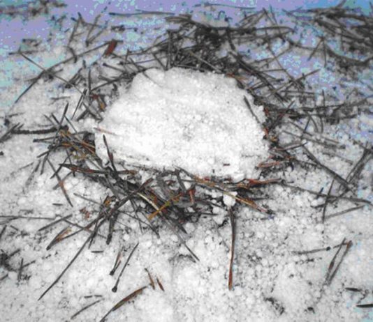 Alejandro Guzzetti – Nidi