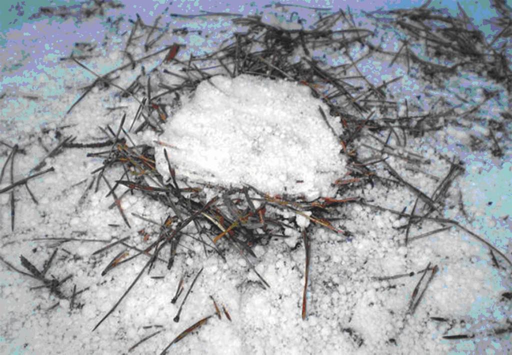 Alejandro Guzzetti – Nidihttps://www.exibart.com/repository/media/eventi/2010/04/alejandro-guzzetti-8211-nidi.jpg