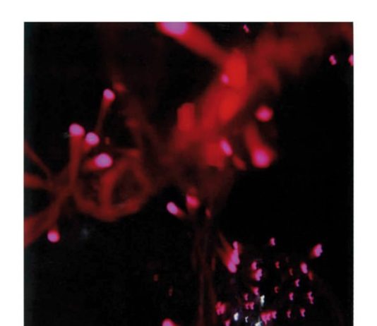 Maura Banfo – Saluti da …