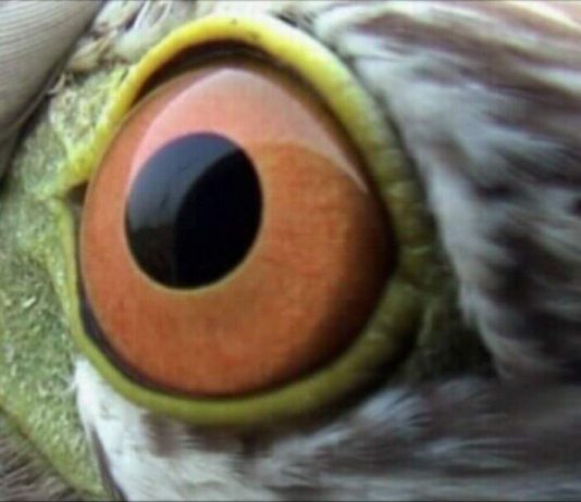 Videozoom: videoartisti del Bangladesh