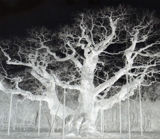 Mat Collishaw / Cathy Wilkes