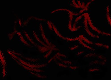 Canedicoda – Le cose cominciano a muoversi