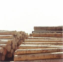 Francesco Cagnin – Processi di artificializzazione Francesco Cagnin – Processi di artificializzazione