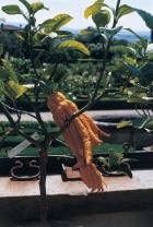 Un percorso tra gli agrumi