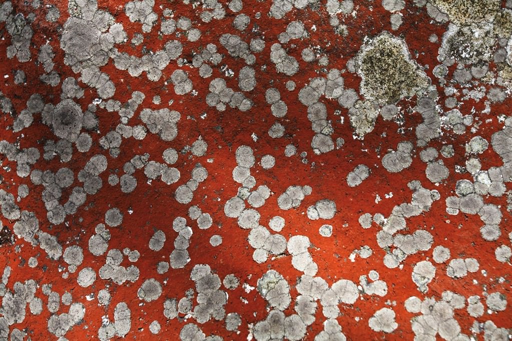 Bianchi | Dal Savio | Fedele – Valarica 1703 Lagorai Fotograficohttps://www.exibart.com/repository/media/eventi/2010/07/bianchi-dal-savio-fedele-8211-valarica-1703-lagorai-fotografico.jpg