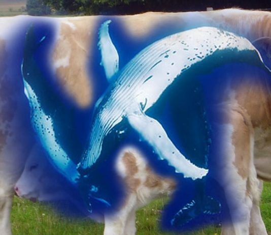 Armless Monkeys suck Bananas from the Bananos