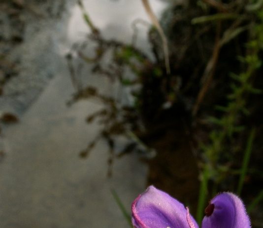 Kino Extrada – Via! Vado via! in Perù e Bolivia… Kino Extrada – Via! Vado via! in Perù e Bolivia…