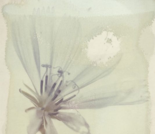 Luigi Vegini – Polaroid tra fiori e il mio giardino