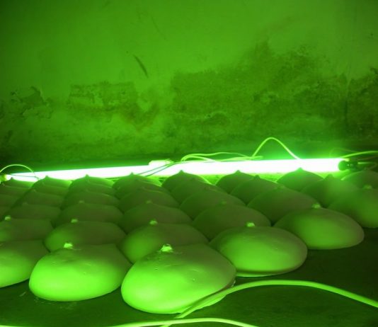 Eugenia Trotta – Lovely Green