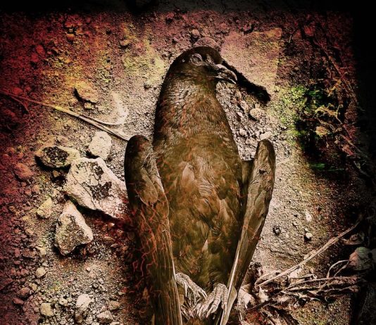 Antonio Manta – Nature morte e altre storie