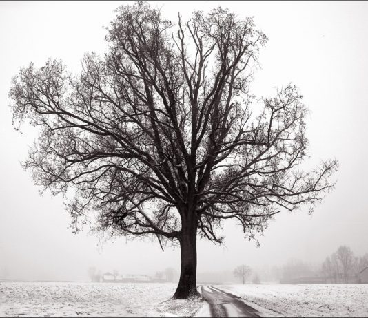 Augusto Cantamessa – In Silenzio