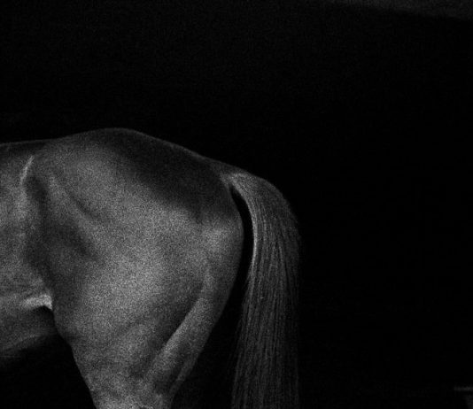 Cowgill | Fusetti | Scudo – Around the world around horses