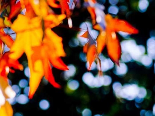 Giancarlo Ballo – Evidence of autumn