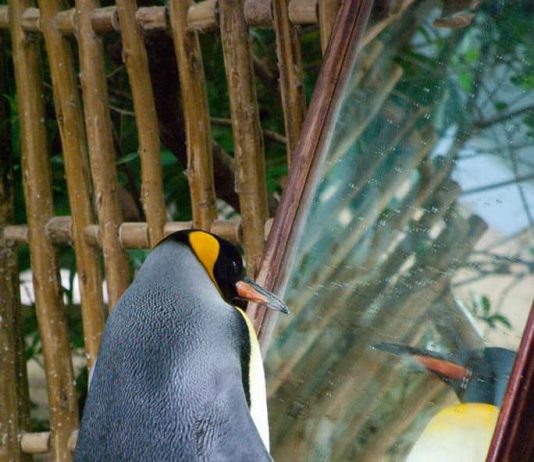 Mario Trapani / Paola Trapani – Uno nessuno e centomila