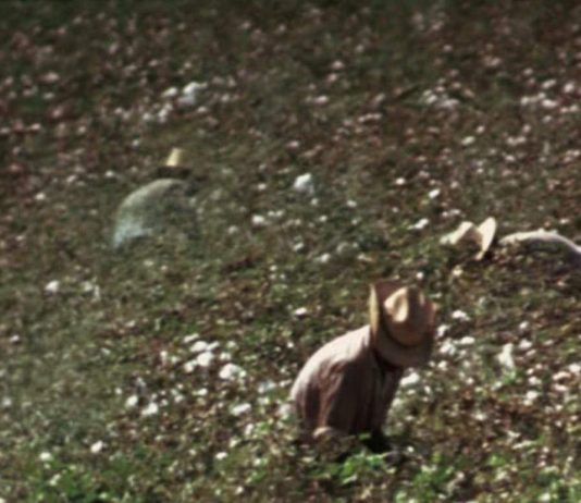 Frownland (immagini in movimento con suoni / moving images with sounds) #2