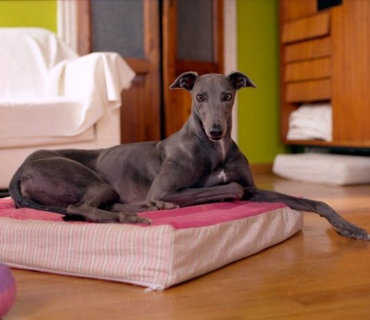 Rapallo Fotografia Contemporanea 2011