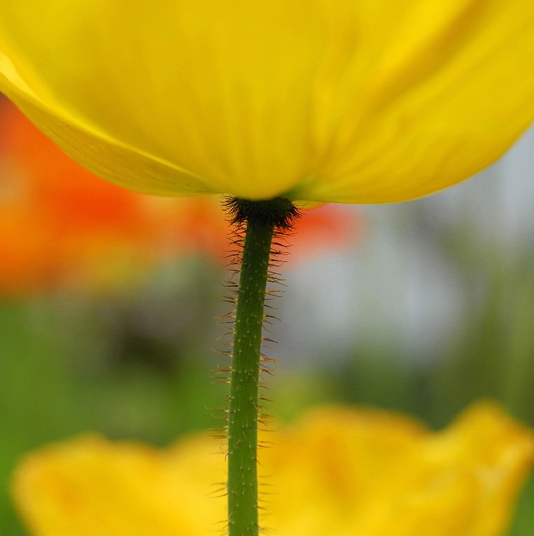 Cristina Archinto – Naturalmente al solehttps://www.exibart.com/repository/media/eventi/2011/02/cristina-archinto-8211-naturalmente-al-sole.jpg