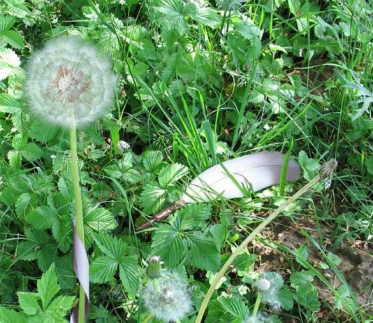 Laura Valle – Nella casa di Cavour