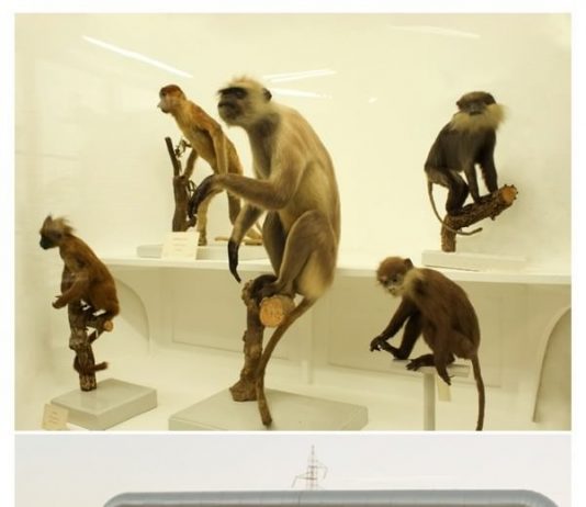 Silvia Noferi – Sottovetro